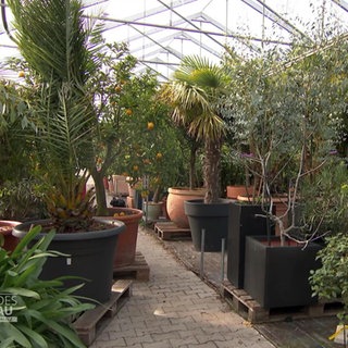 Kübelpflanzen in einer Gärtnerei