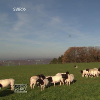 Dorperschafe im Westerwald