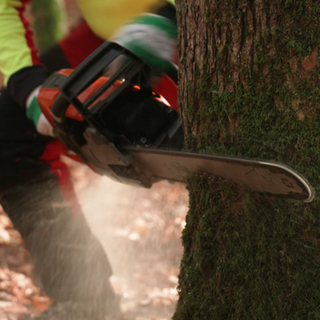 Baum, der gefällt wird