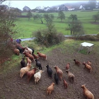 Hochlandrinder gehen ins Winterquartier