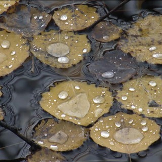 Blätter schwimmen auf einem See