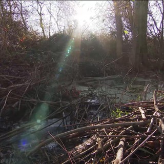 Ein Biberdamm in Maxdorf