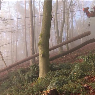 Holzernte mit Seilzügen