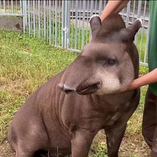 Ein Flachlandtapir
