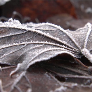 Ein Blatt mit einer Frostschicht