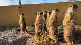 Erdmännchen im Zoo Neuwied