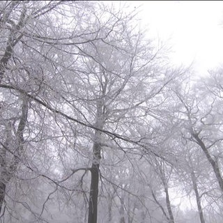 Mit Schnee bedeckte Bäume