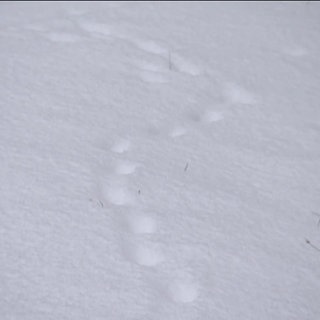 Tierspuren im Schnee