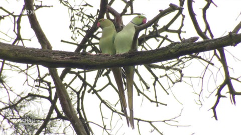 zwei Wintervögel auf einem Baum