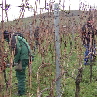 Winzer schneiden Reben