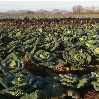 Ein Wirsing-Feld