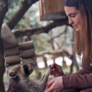 Geschäftsführerin des Wildparks Westerwald Henrieke Böß mit einem Waschbären