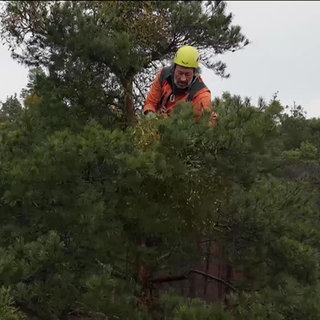 Ein Mann arbeitet in einer Baumkrone