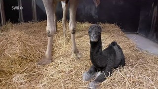 Dromedarnachwuchs im Zoo Landau