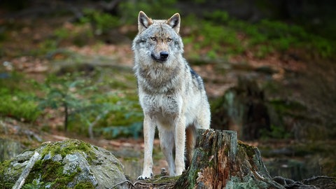 Der Wolf ist zurück in unseren Wäldern.
