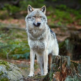 Der Wolf ist zurück in unseren Wäldern.