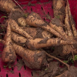 Frisch geerntete Pastinaken