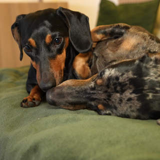 Dackel Wilma und Hermann zusammen auf dem Sofa.