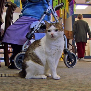 Katze sitzt vor einem Rollator im Blankenrather Seniorenheim