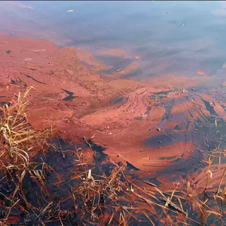 Rote Schleimspuren im Ulmener Maar