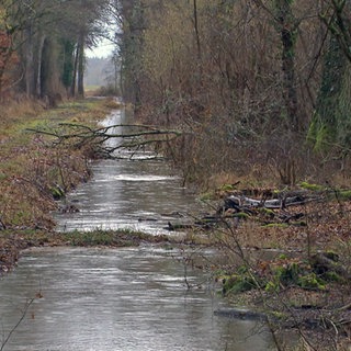 Das Flusswasser der Queich flutet ein Stück Wald in der Südpfalz bei Offenbach