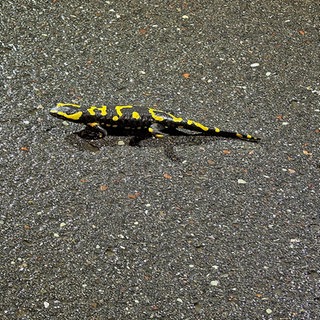Ein Feuersalamander auf einer Straße bei Wachenheim.