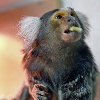 Weißbüschel-Äffchen in einem privaten Affenhaus in Niederbreitbach