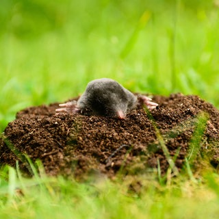 ein Maulwurf schaut aus einem Haufen Erde heraus