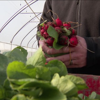 Eine Person mit Radieschen in der Hand