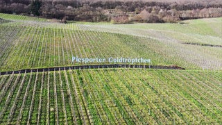 Die Weinlage Piesporter Goldtröpfchen – sieht ein bisschen aus nach Hollywood.