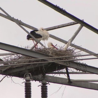 Storche auf einem Strommast