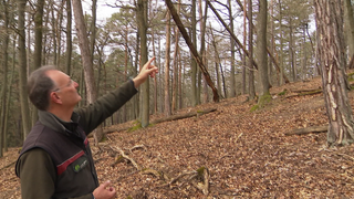 Forstrevierleiter Martin Teuber zeigt auf beschädigte Bäume auf dem Donnersberg.