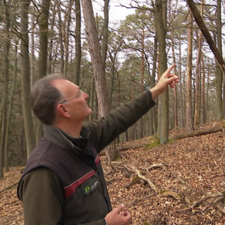 Forstrevierleiter Martin Teuber zeigt auf beschädigte Bäume auf dem Donnersberg.