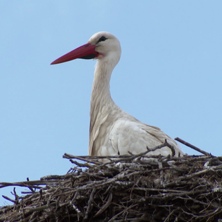 Storch im Nest