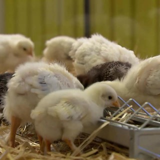 Ein paar Küken