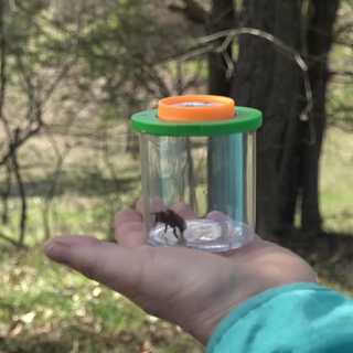 Hummelkönigin im Glas