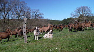 Auf dem Biohof Steinrausch bewachen zwei Hunde die Ziegenherde.