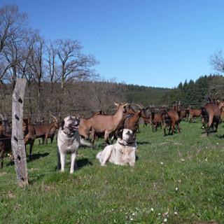 Auf dem Biohof Steinrausch bewachen zwei Hunde die Ziegenherde.