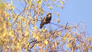 Vogel sitzt in einem Baum