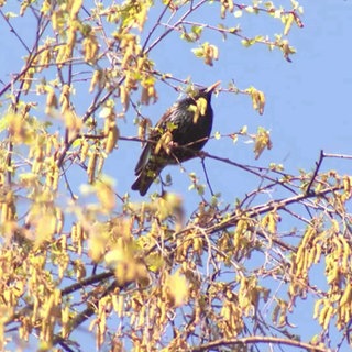 Vogel sitzt in einem Baum
