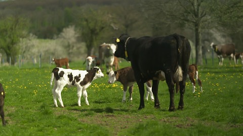 Frühlingsgefühle bei Weidetieren im Westerwald