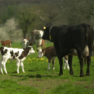 Frühlingsgefühle bei Weidetieren im Westerwald