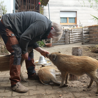Ute Ringleb zieht drei Frischlinge bei sich auf.