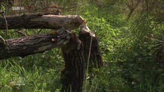 Ein umgestürzter Baum