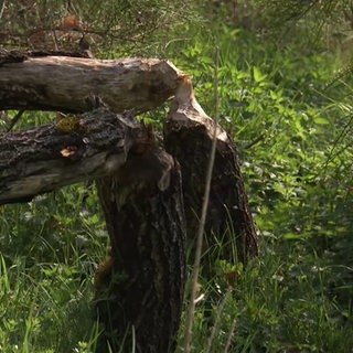 Ein umgestürzter Baum