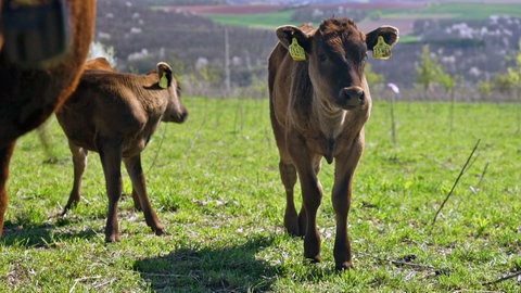 Kälbchen auf dem Kahlforster Hof
