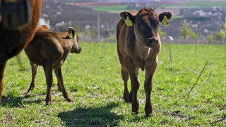Kälbchen auf dem Kahlforster Hof