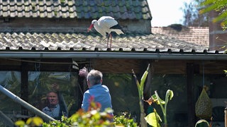 Peter Waldecker füttert einen Storch auf seinem Hausdach mit Fisch