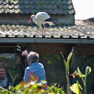 Peter Waldecker füttert einen Storch auf seinem Hausdach mit Fisch
