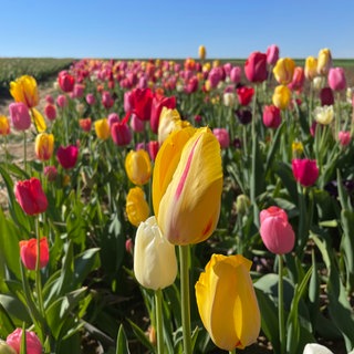 In Mainz-Hechtsheim kann man Blumen selbst pflücken.